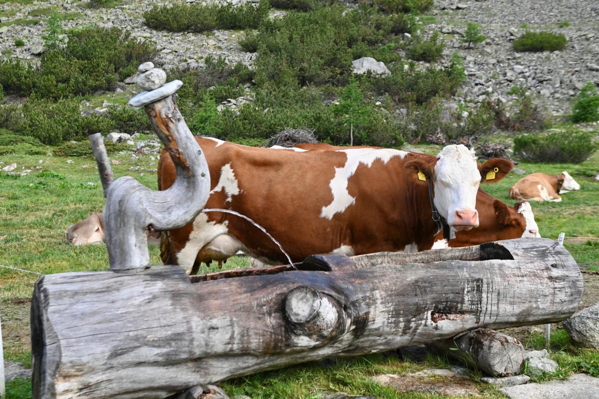 Agriturismo Bosco D'Oro Livigno Zewnętrze zdjęcie